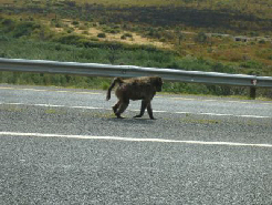 I Baboon!